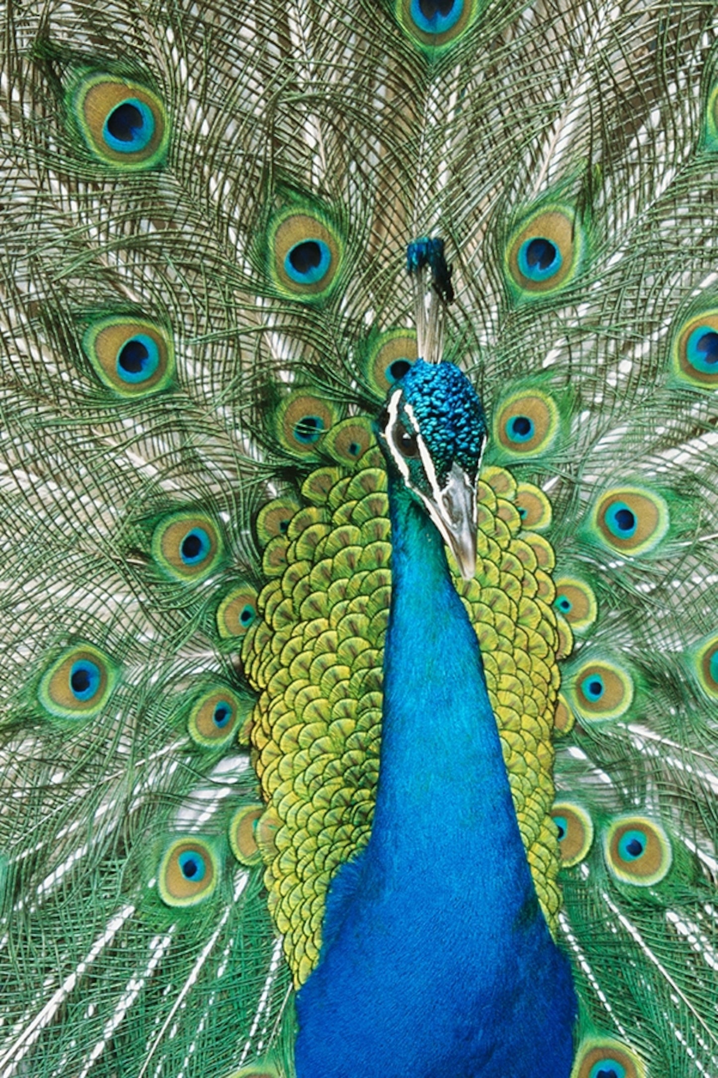Peacock - blue and green BRUSHABLE synthetic DE curls (regular dreaded, braided or push-up/dolly)